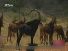 Wild game breeders struggling with prolonged lack of rain