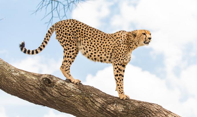 CCF to celebrate 11th International Cheetah Day on 4 December
