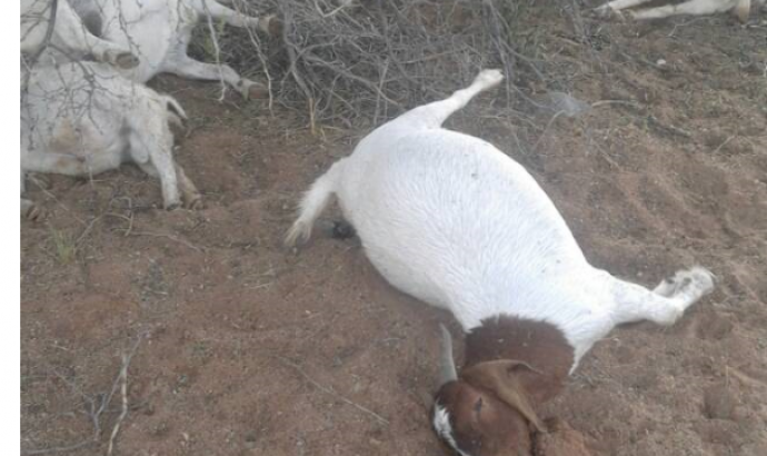 Lightning kills 17 goats at farm Regina