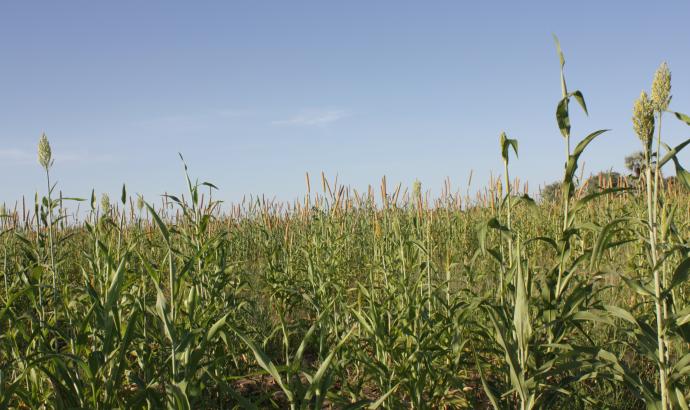 Northern farmers expect bumper harvest after good rainfall