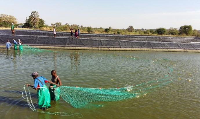 Five aqua-culture projects benefit from the Katima Mulilo fish hatchery since its inception