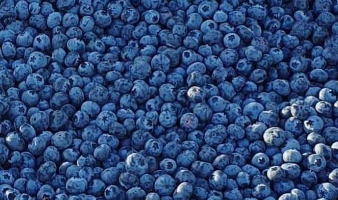 Mashare Berries farm doubles production 