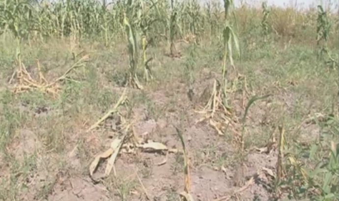 Wild animals destroy crops in Zambezi