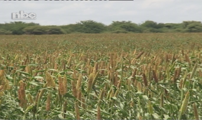 Agronomic Board says mahangu production poorer than previous years