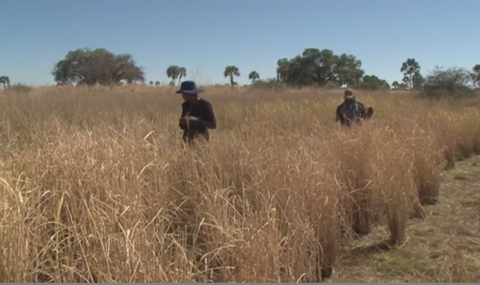 Kalimbeza Green Scheme Rice project continues despite challenges 