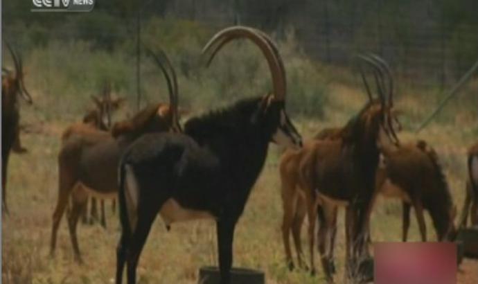 Wild game breeders struggling with prolonged lack of rain