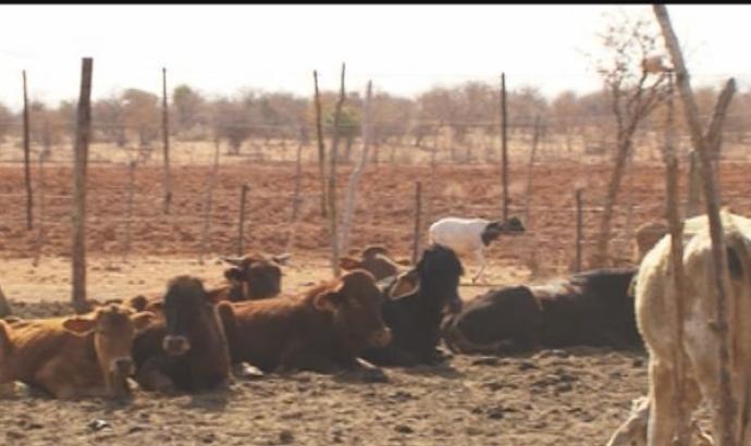 More Zeranol samples found at Okapuka feedlot