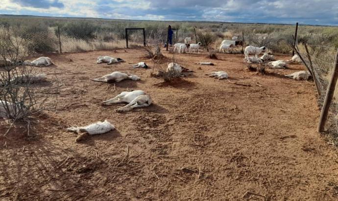 A farmer in Aroab district lost about 30 goats to cold snap