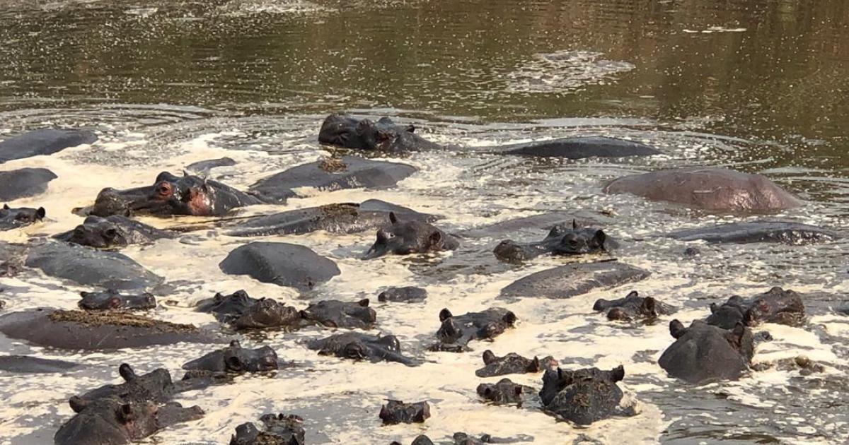 More Than 40 Hippos Stuck In Mud At Wuparo Conservancy Nbc   Hippos 