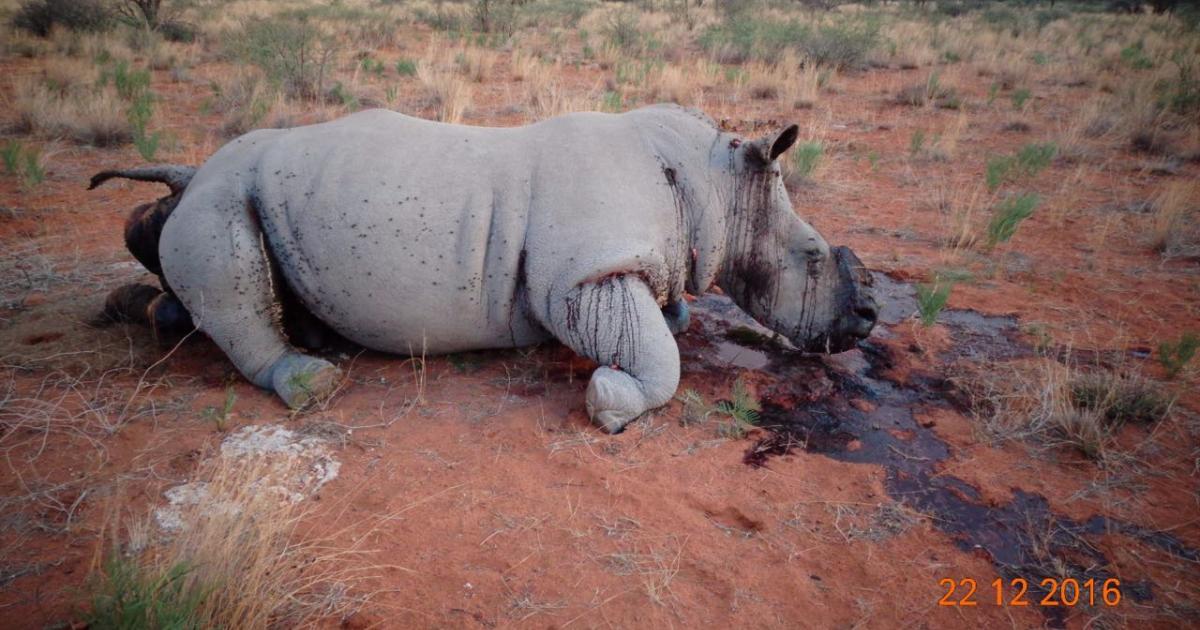 Poaching activities in the Hardap de-escalate | nbc