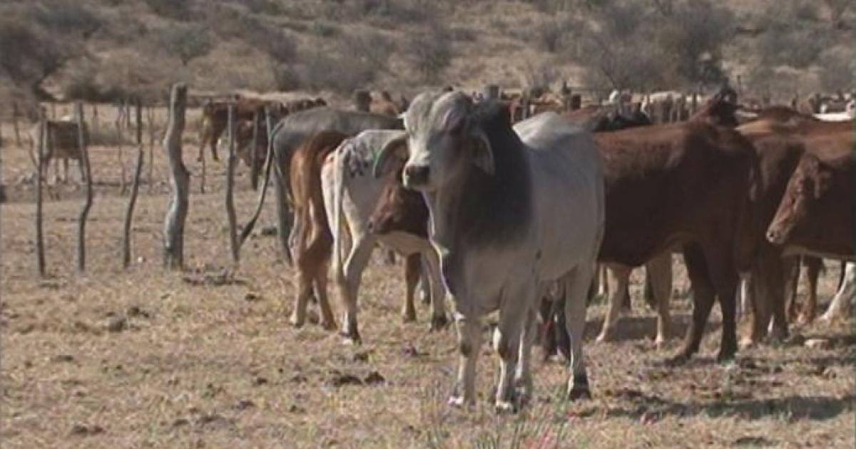South African livestock import measures relaxed nbc