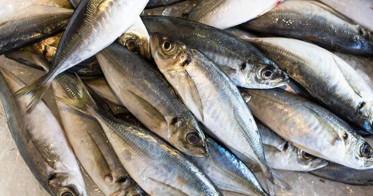 Governmental Objective Fishing Quota raises N52.3 million from horse